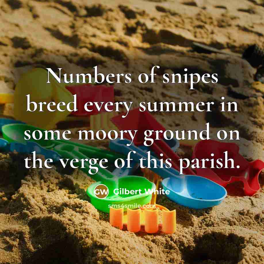 “Numbers of snipes breed every summer in some moory ground…” quote by Gilbert White