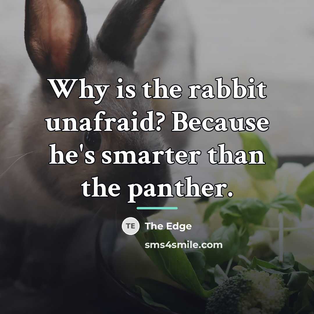 “Why is the rabbit unafraid? Because he's smarter than the…” quote by The Edge