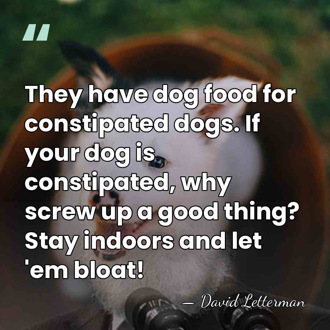 They have dog food for constipated dogs. If your dog is constipated,&hellip; - David Letterman