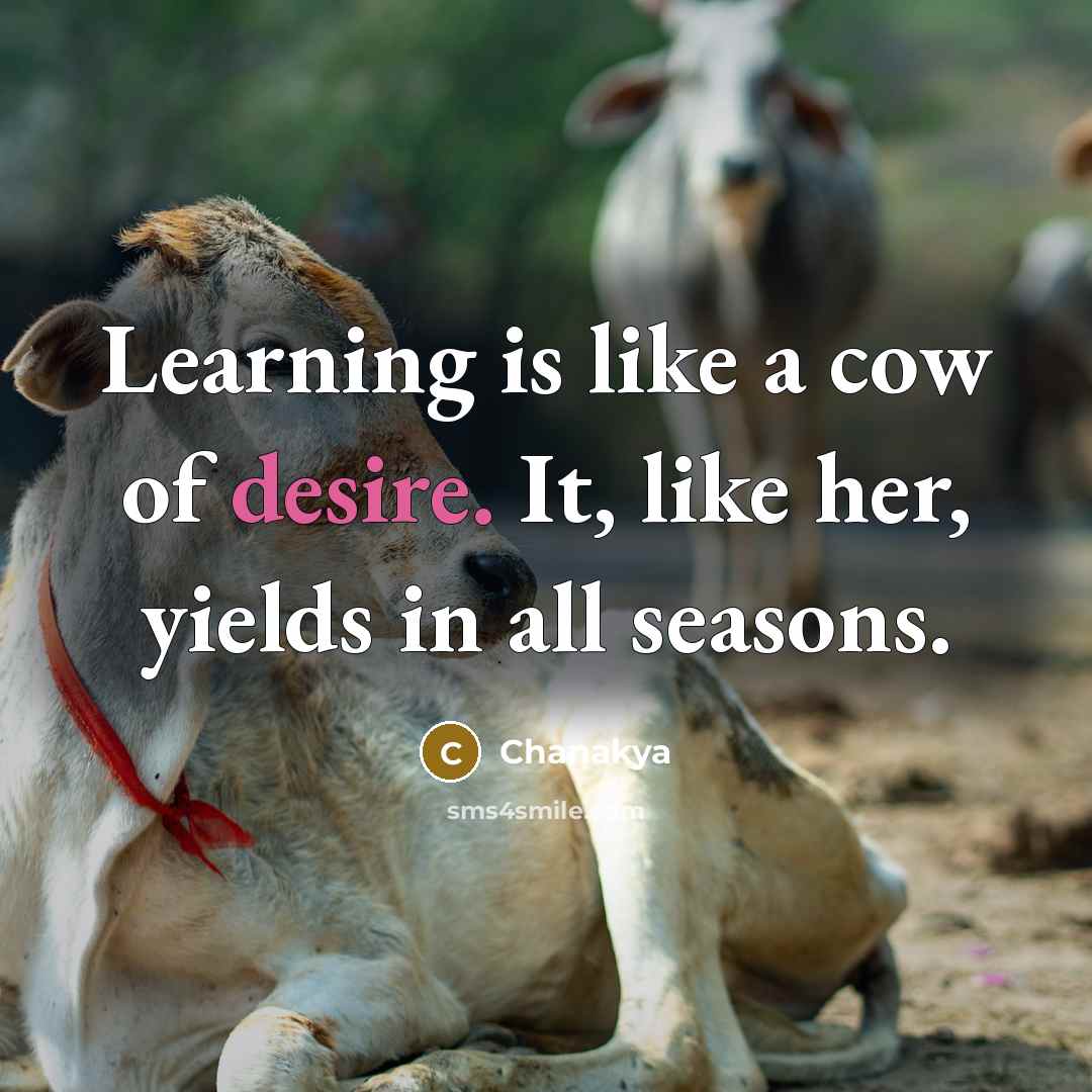 “Learning is like a cow of desire. It, like her,…” quote by Chanakya