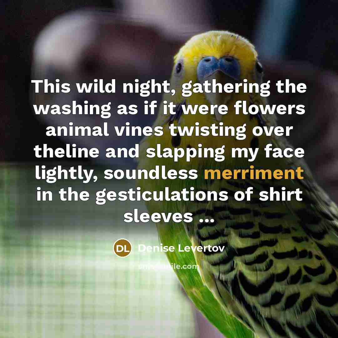 “This wild night, gathering the washing as if it were…” quote by Denise Levertov