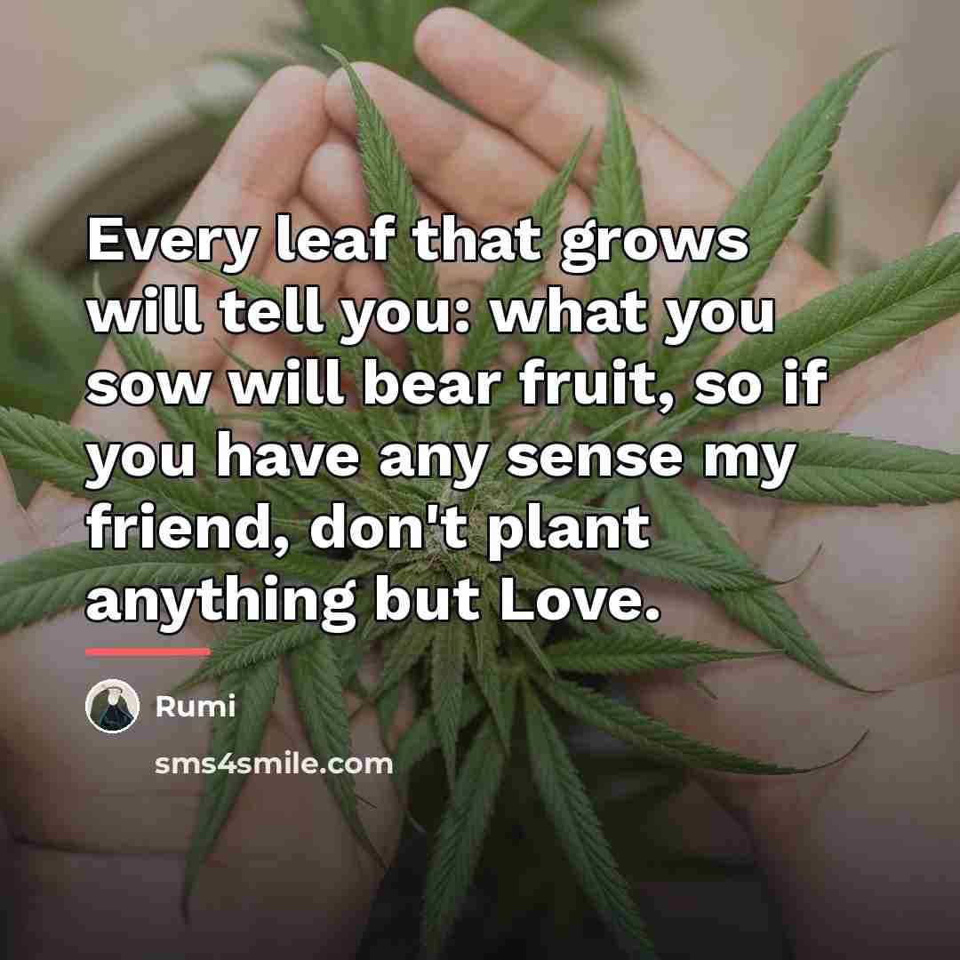 “Every leaf that grows will tell you: what you sow…” quote by Rumi