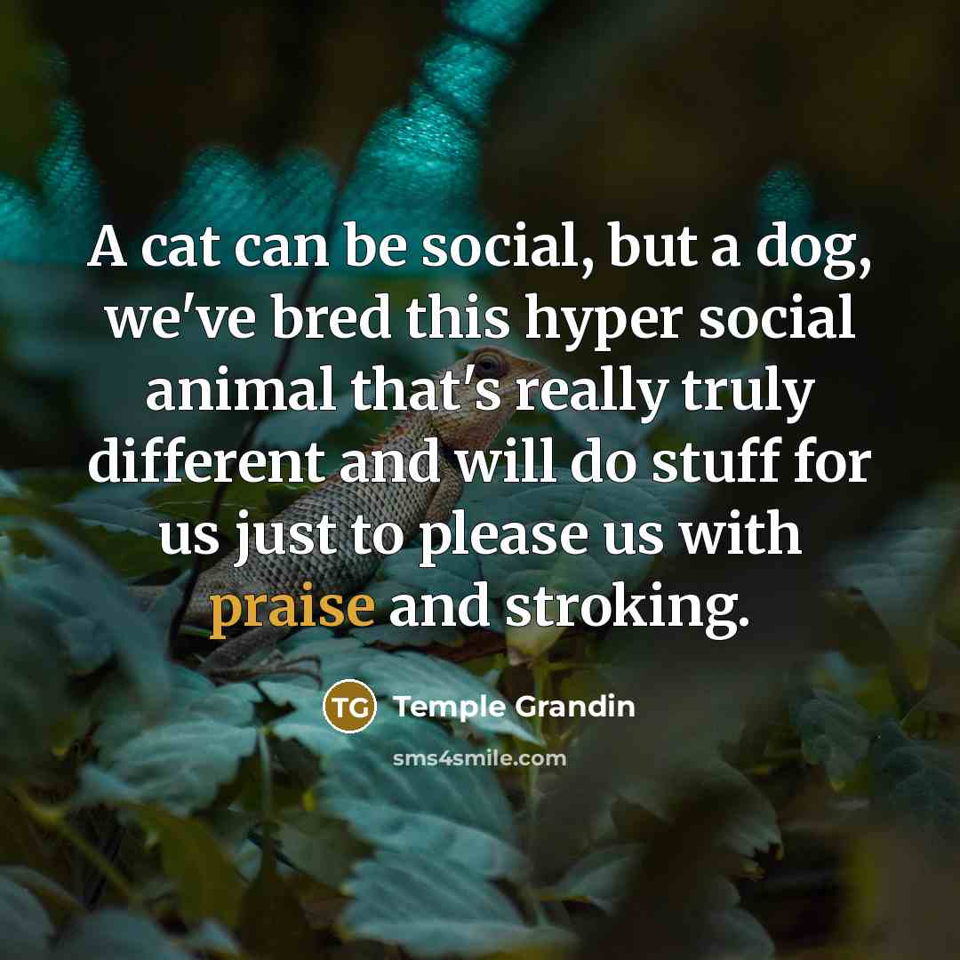 “A cat can be social, but a dog, we've bred…” quote by Temple Grandin