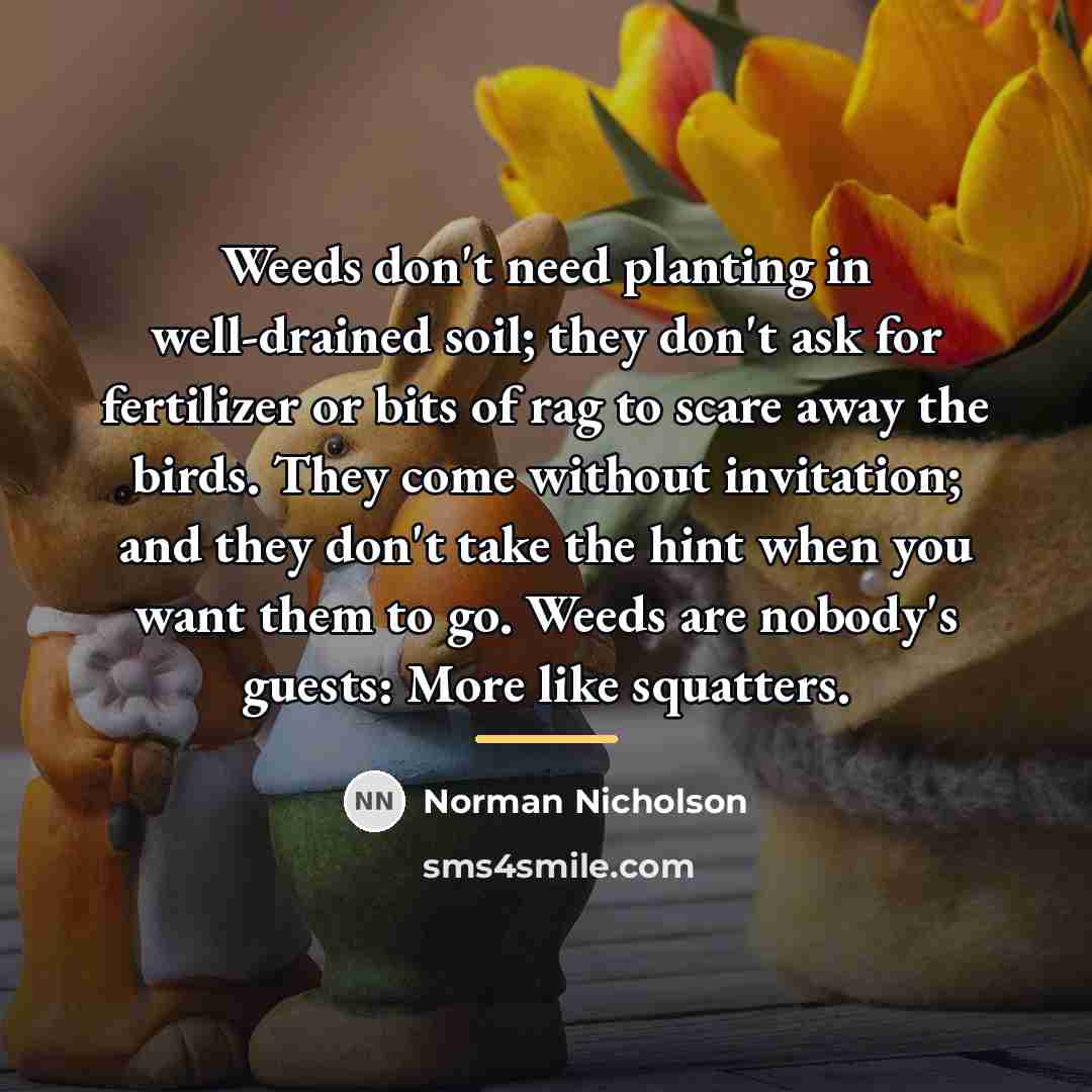 “Weeds don't need planting in well-drained soil; they don't ask…” quote by Norman Nicholson