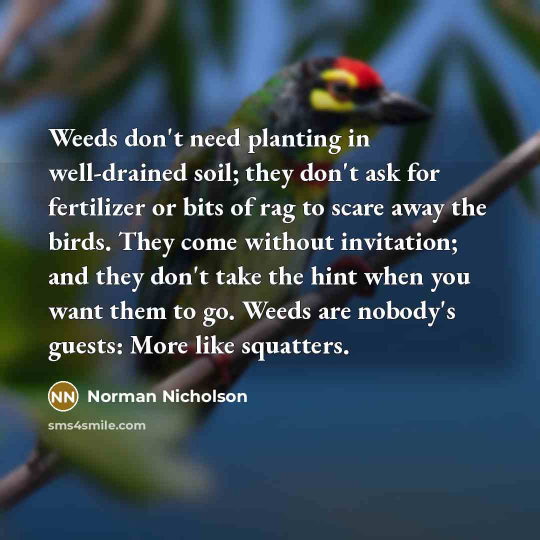 “Weeds don't need planting in well-drained soil; they don't ask for fertilizer or bits of rag to scare away the birds. They come without invitation; and they don't take the hint when you want them to go. Weeds are nobody's guests: More like squatters.” quote by Norman Nicholson