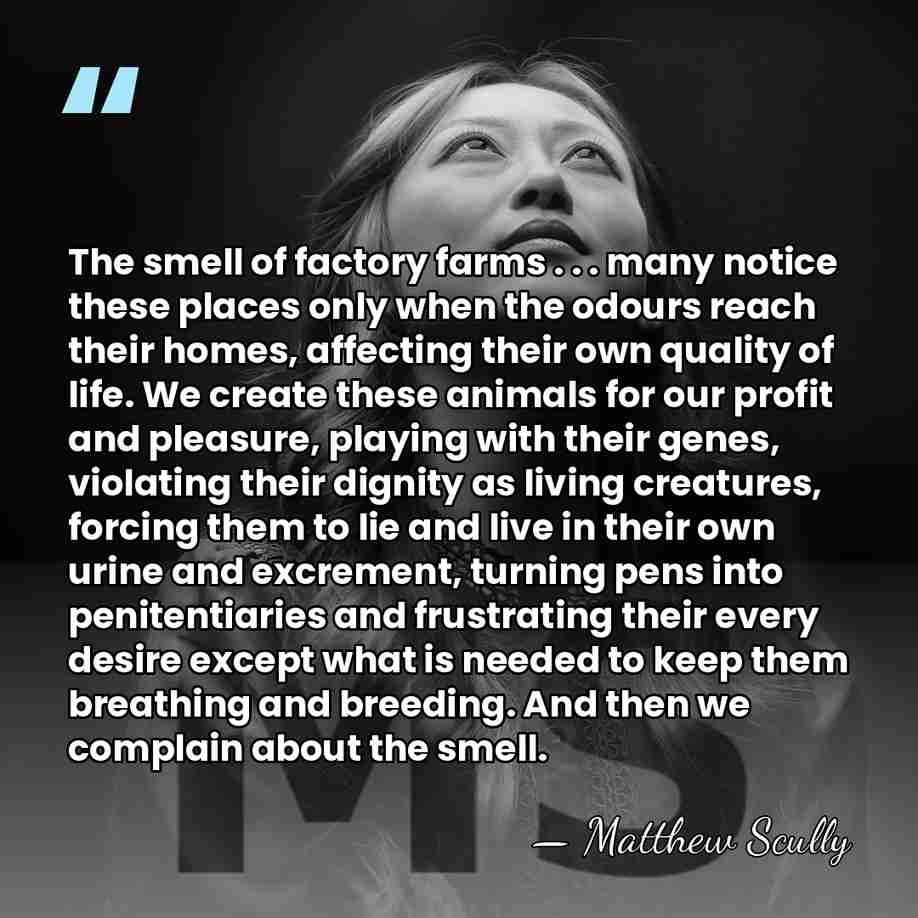 The smell of factory farms . . . many notice these places&hellip; - Matthew Scully