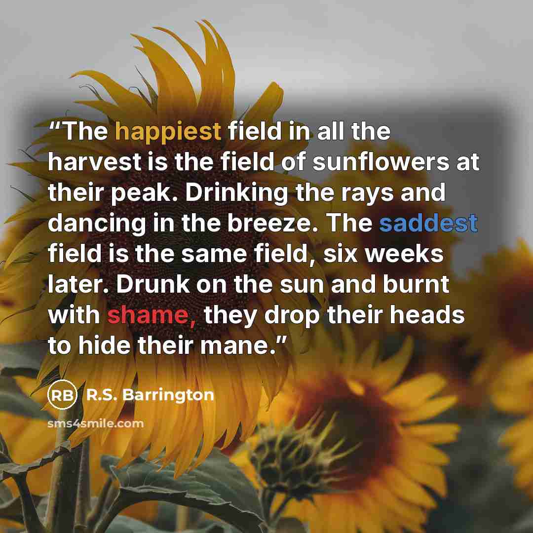 “The happiest field in all the harvest is the field of sunflowers at their peak. Drinking the rays and dancing in the breeze. The saddest field is the same field, six weeks later. Drunk on the sun and burnt with shame, they drop their heads to hide their mane.” quote by R.S. Barrington