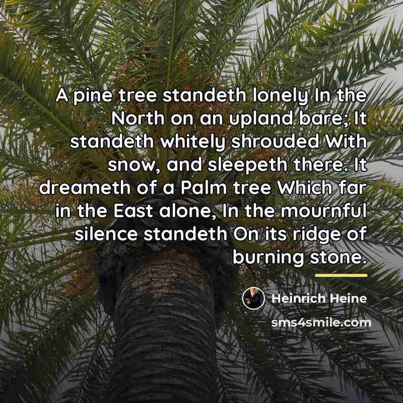 “A pine tree standeth lonely In the North on an…” quote by Heinrich Heine
