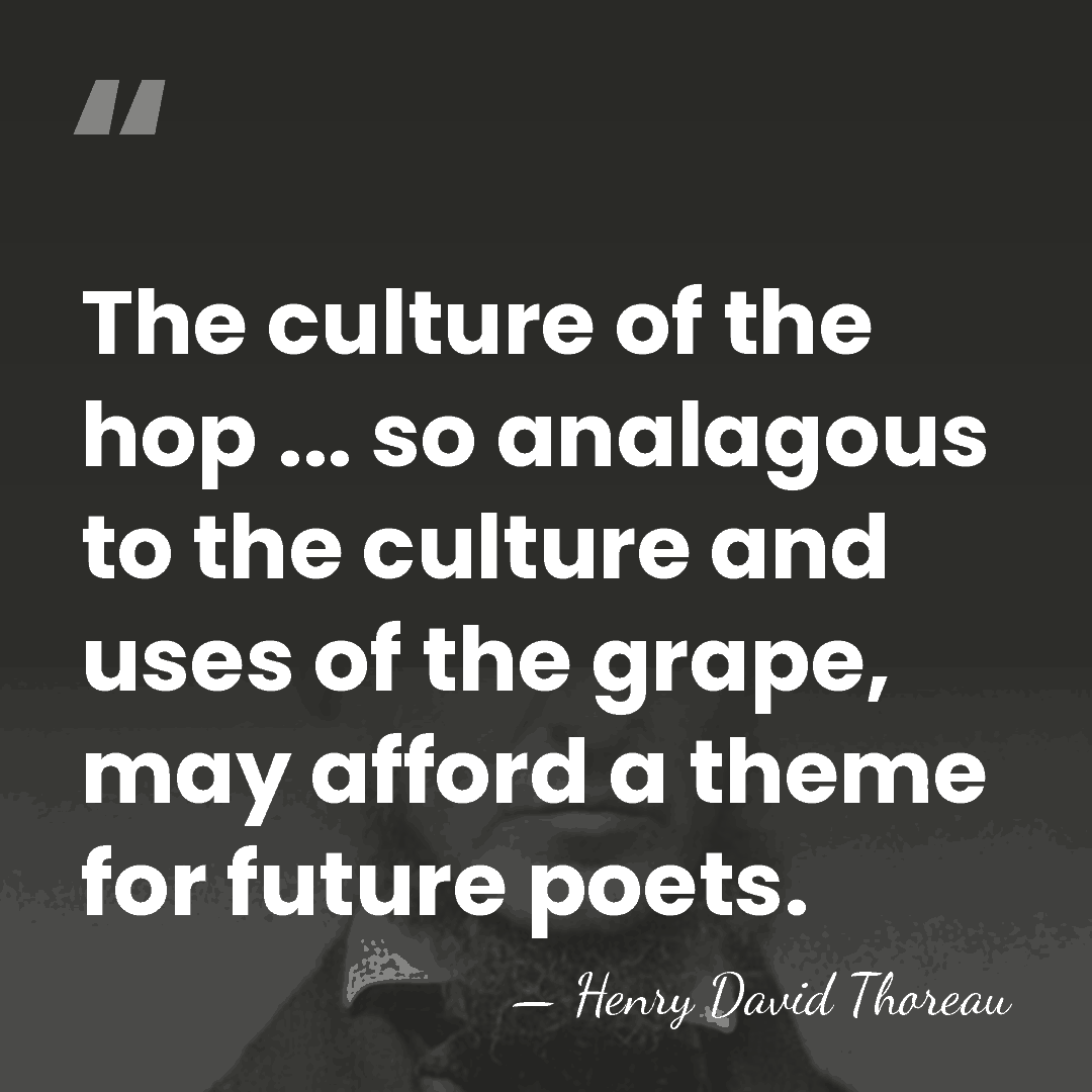 The culture of the hop ... so analagous to the culture and&hellip; - Henry David Thoreau