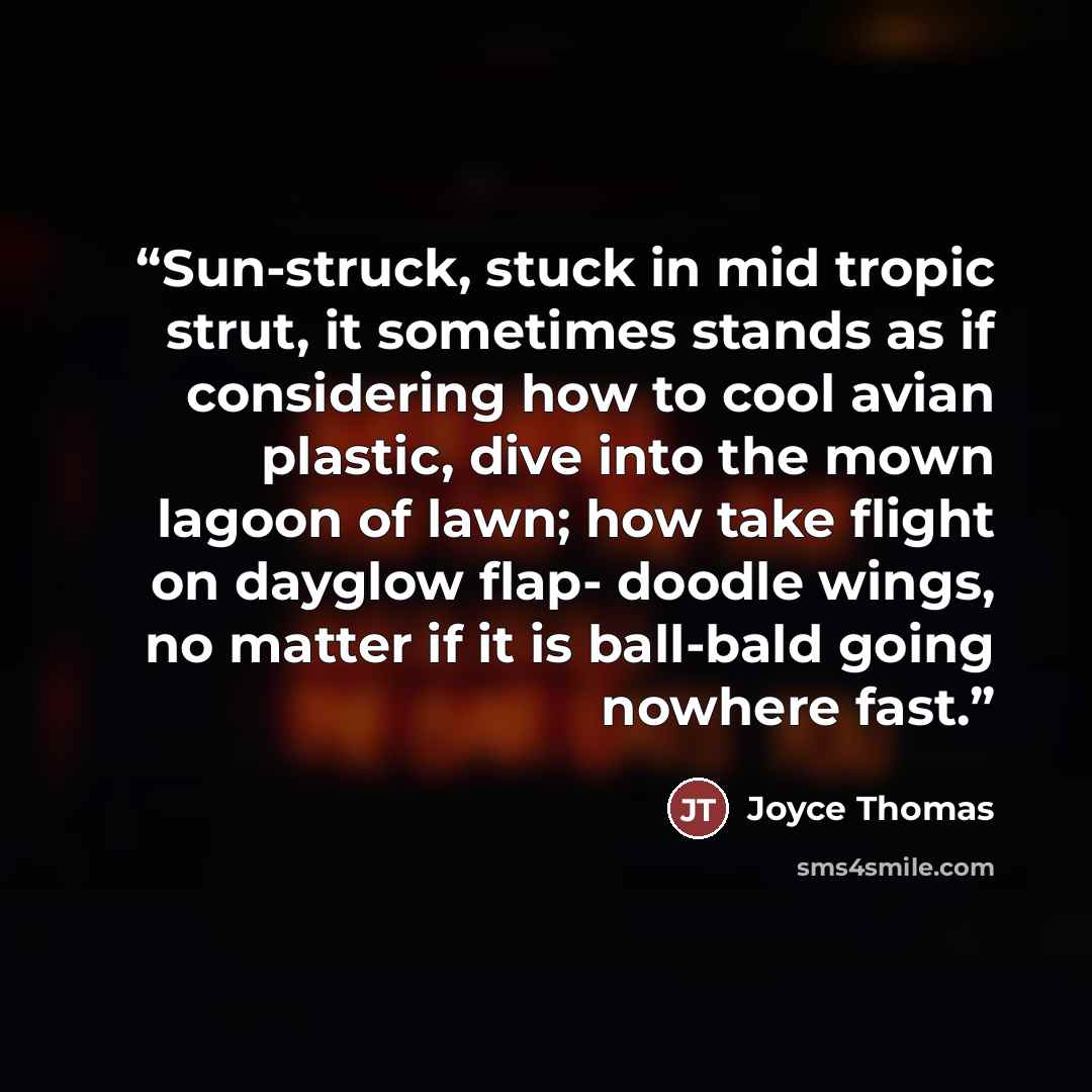 “Sun-struck, stuck in mid tropic strut, it sometimes stands as if considering how to cool avian plastic, dive into the mown lagoon of lawn; how take flight on dayglow flap- doodle wings, no matter if it is ball-bald going nowhere fast.” quote by Joyce Thomas