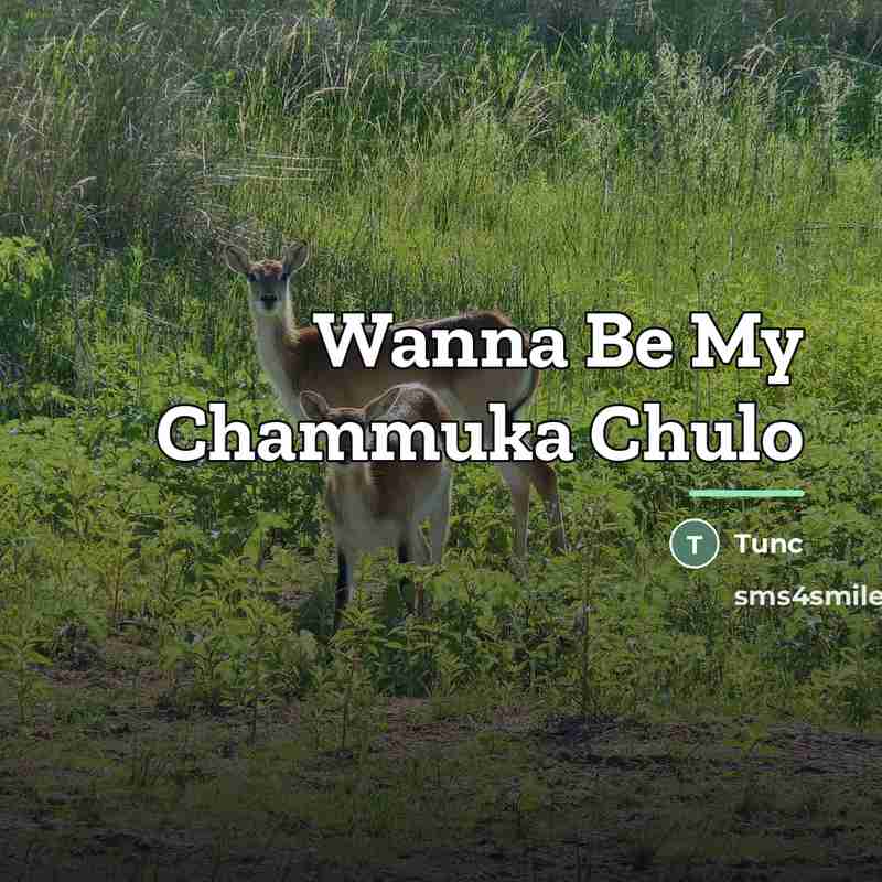 “Wanna Be My Chammuka Chulo…” quote by Tunc