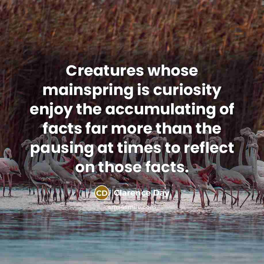 “Creatures whose mainspring is curiosity enjoy the accumulating of facts far more than the pausing at times to reflect on those facts.” quote by Clarence Day