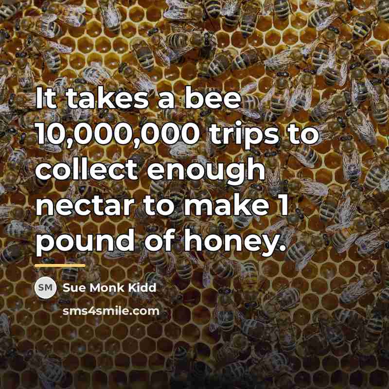 “It takes a bee 10,000,000 trips to collect enough nectar…” quote by Sue Monk Kidd