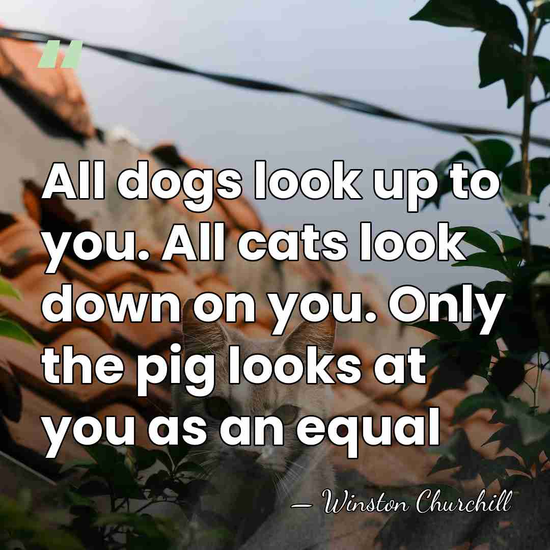 All dogs look up to you. All cats look down on you.&hellip; - Winston Churchill