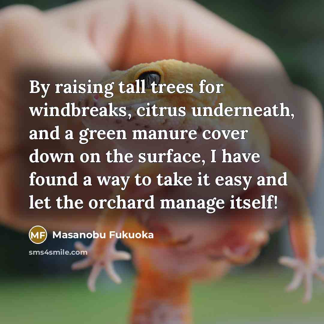 “By raising tall trees for windbreaks, citrus underneath, and a…” quote by Masanobu Fukuoka