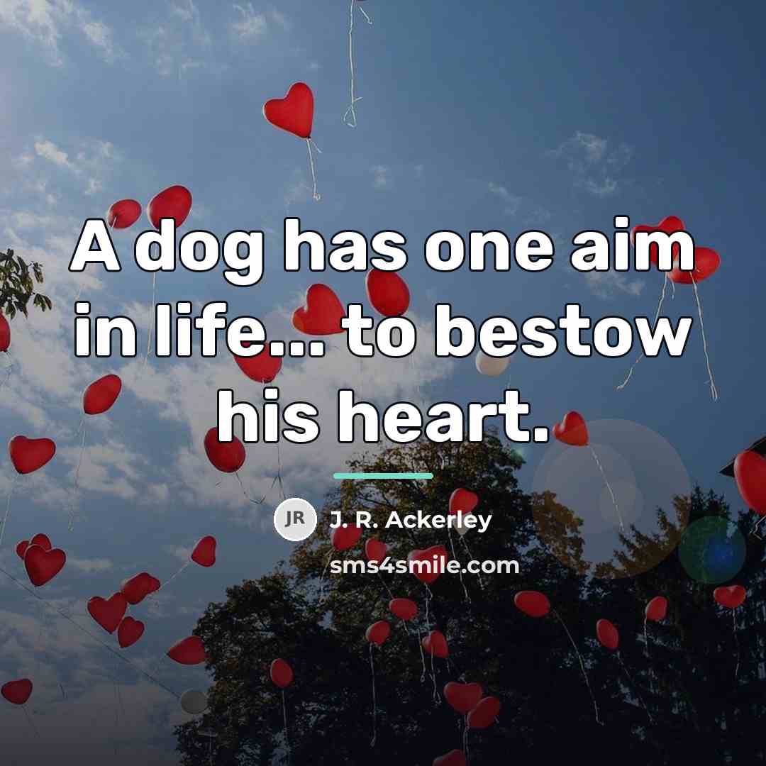 “A dog has one aim in life... to bestow his…” quote by J. R. Ackerley