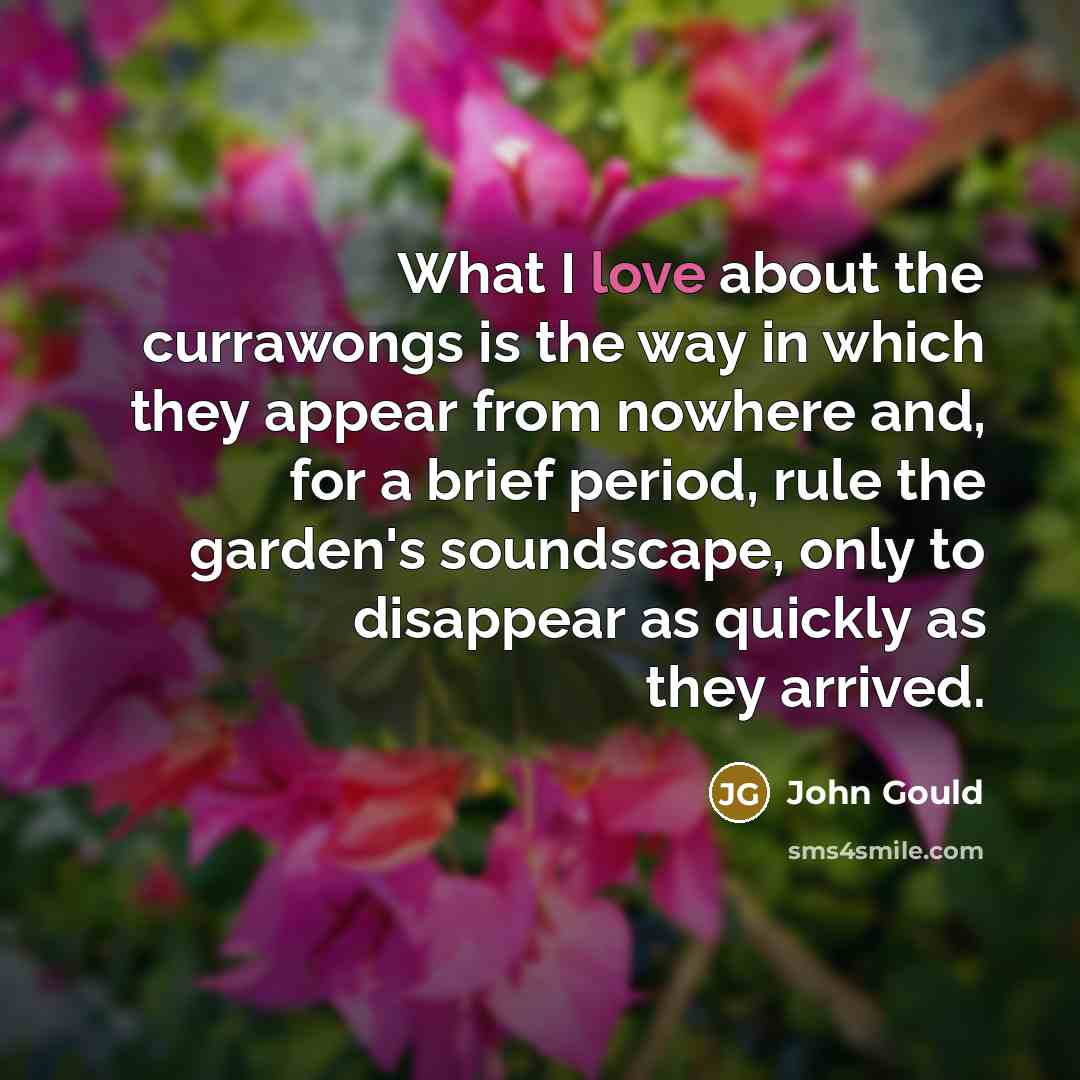 “What I love about the currawongs is the way in…” quote by John Gould