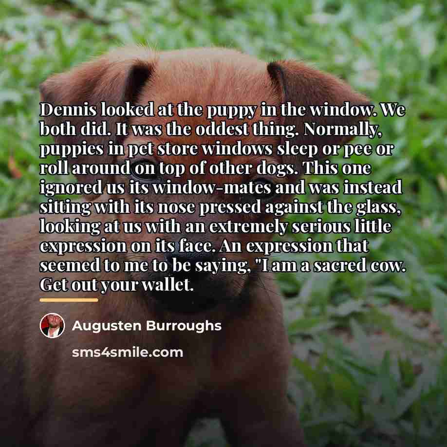 “Dennis looked at the puppy in the window. We both…” quote by Augusten Burroughs