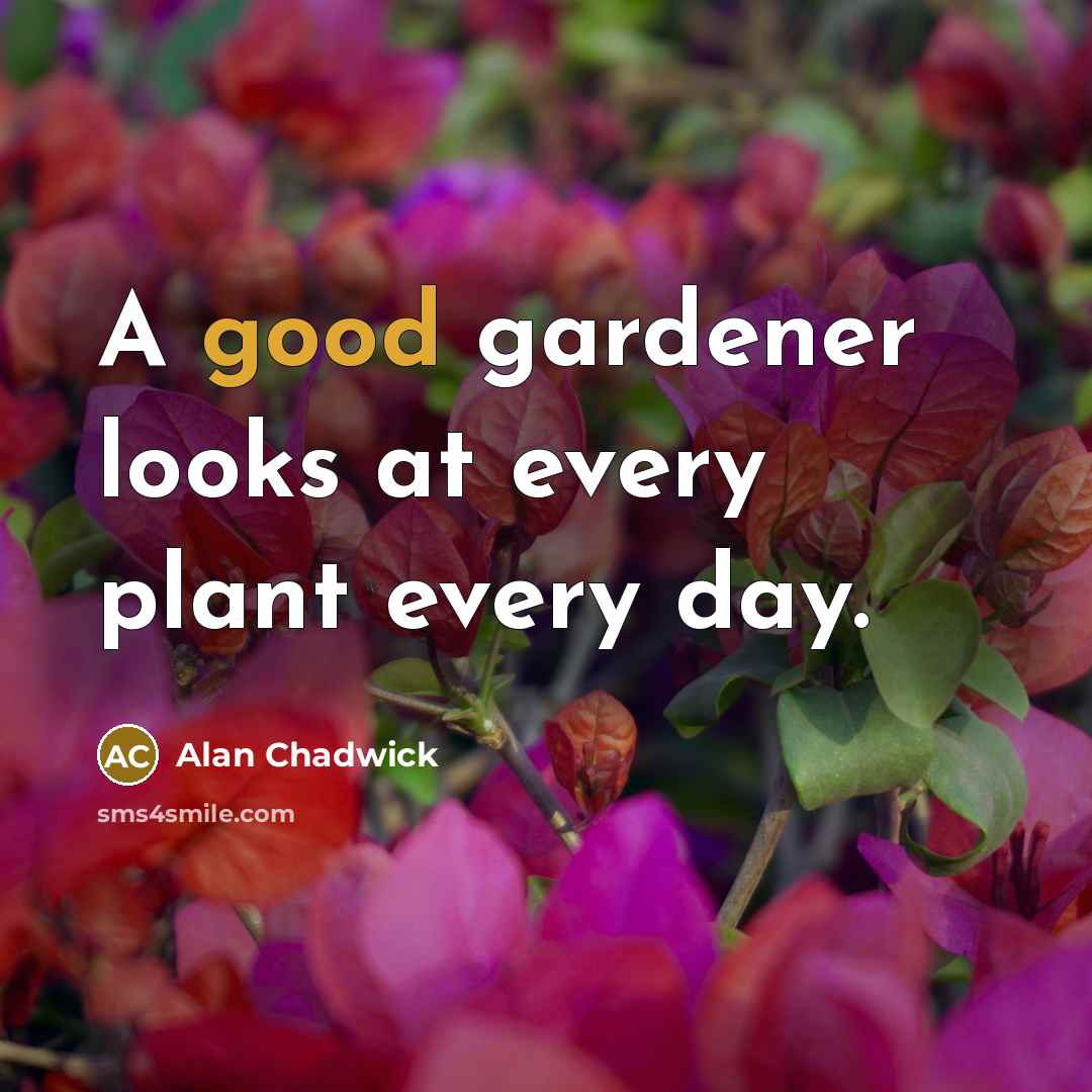 “A good gardener looks at every plant every day.…” quote by Alan Chadwick
