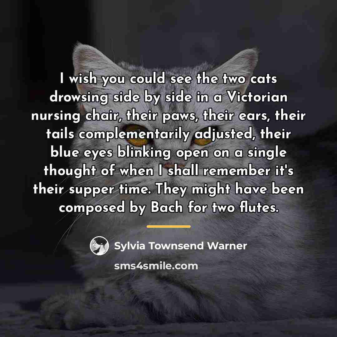 “I wish you could see the two cats drowsing side…” quote by Sylvia Townsend Warner