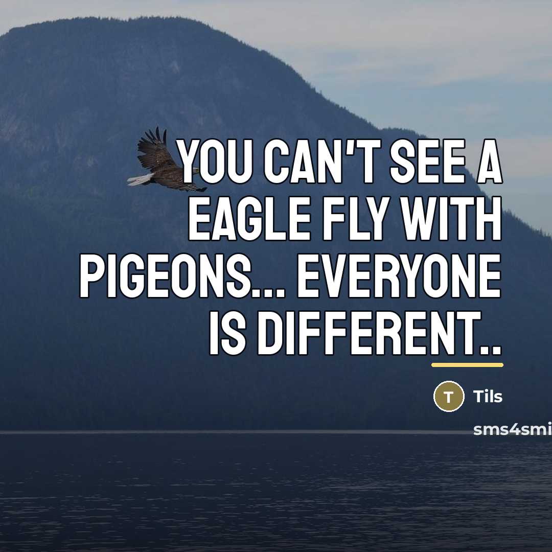 “You can't see a eagle fly with pigeons... Everyone is…” quote by Tils