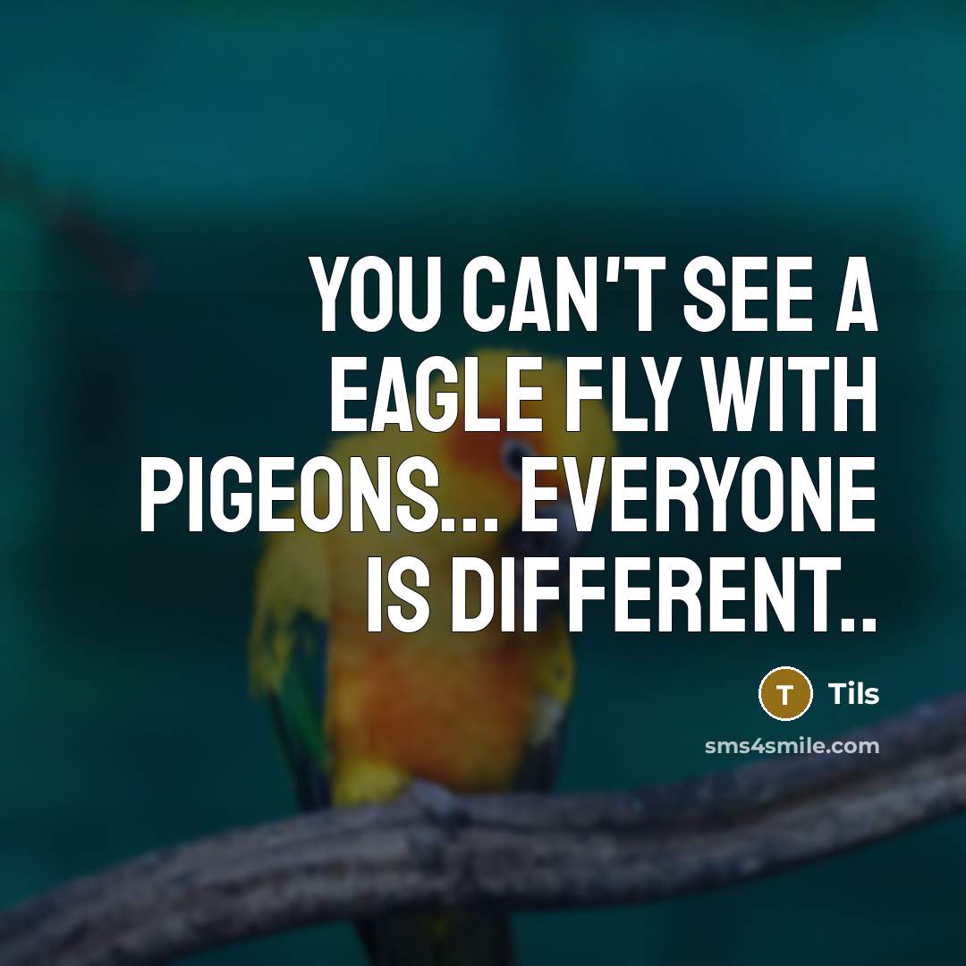 “You can't see a eagle fly with pigeons... Everyone is different..” quote by Tils