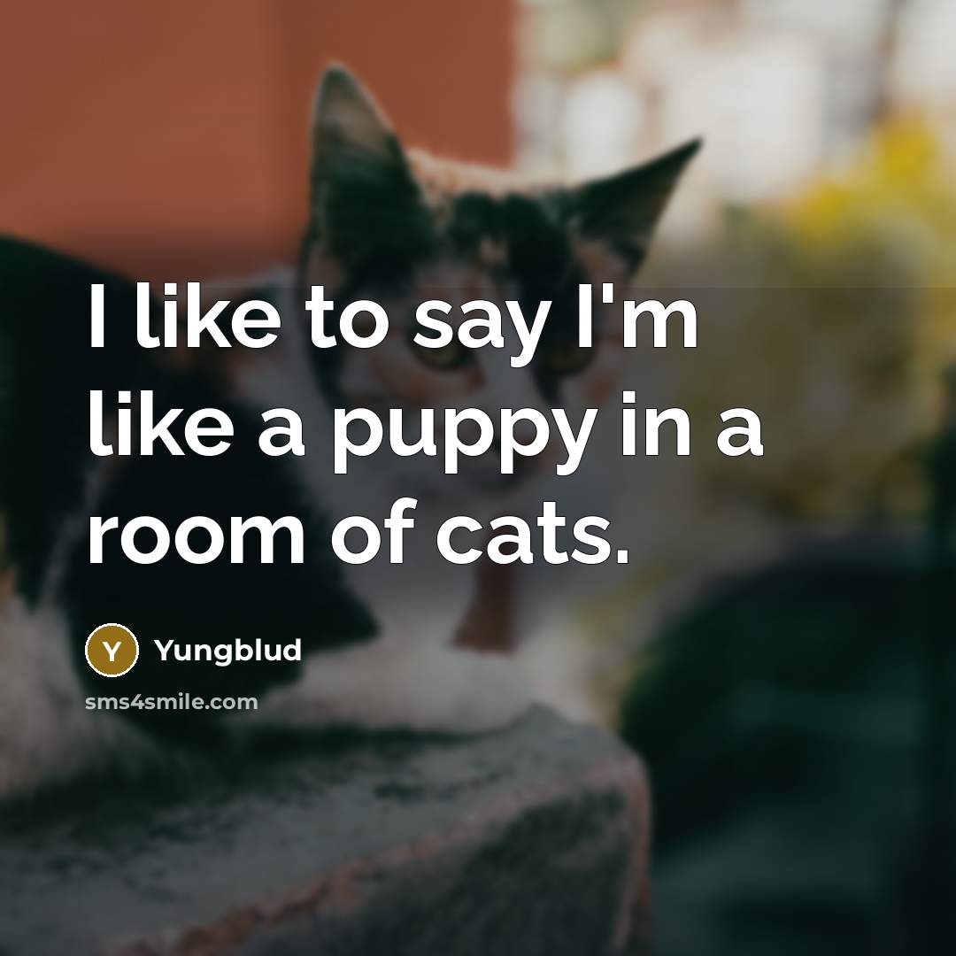“I like to say I'm like a puppy in a…” quote by Yungblud