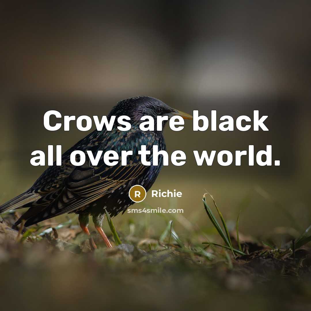 “Crows are black all over the world.” quote by Richie