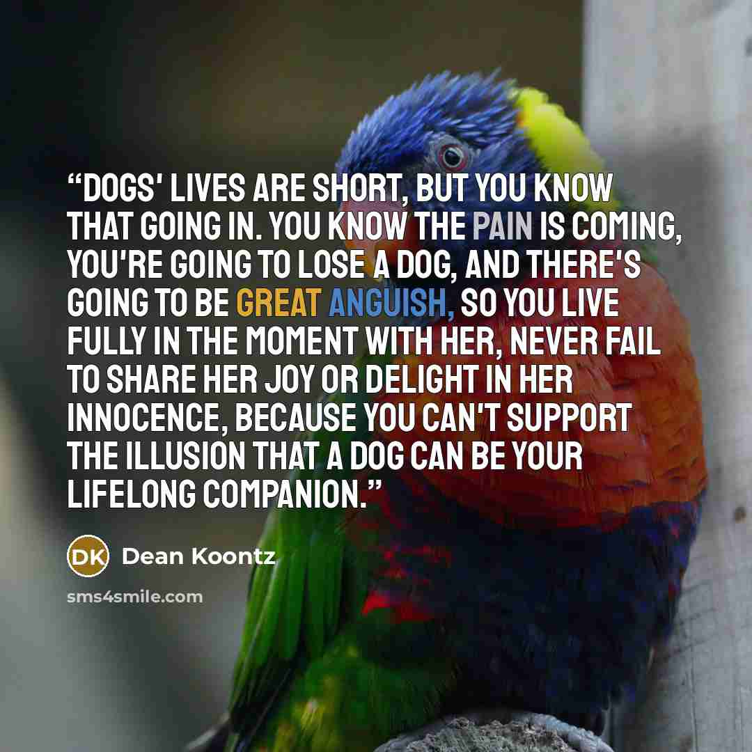 “Dogs' lives are short, but you know that going in. You know the pain is coming, you're going to lose a dog, and there's going to be great anguish, so you live fully in the moment with her, never fail to share her joy or delight in her innocence, because you can't support the illusion that a dog…” quote by Dean Koontz
