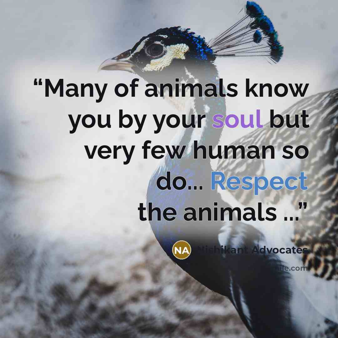 “Many of animals know you by your soul but very few human so do... Respect the animals ...” quote by Nishikant Advocates