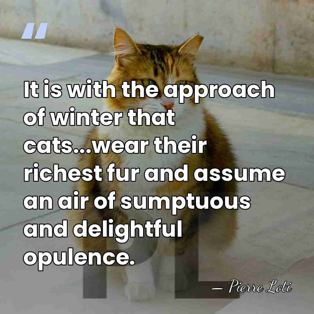 It is with the approach of winter that cats...wear their richest fur&hellip; - Pierre Loti
