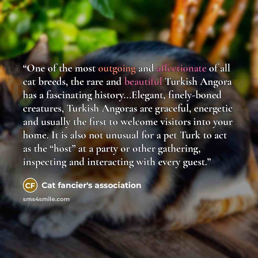 “One of the most outgoing and affectionate of all cat breeds, the rare and beautiful Turkish Angora has a fascinating history...Elegant, finely-boned creatures, Turkish Angoras are graceful, energetic and usually the first to welcome visitors into your home. It is also not unusual for a pet Turk to…” quote by Cat fancier's association