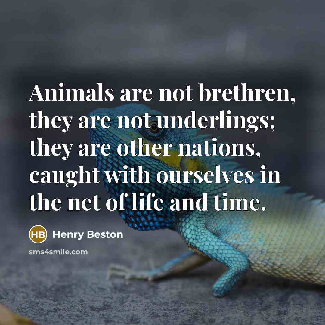 “Animals are not brethren, they are not underlings; they are…” quote by Henry Beston