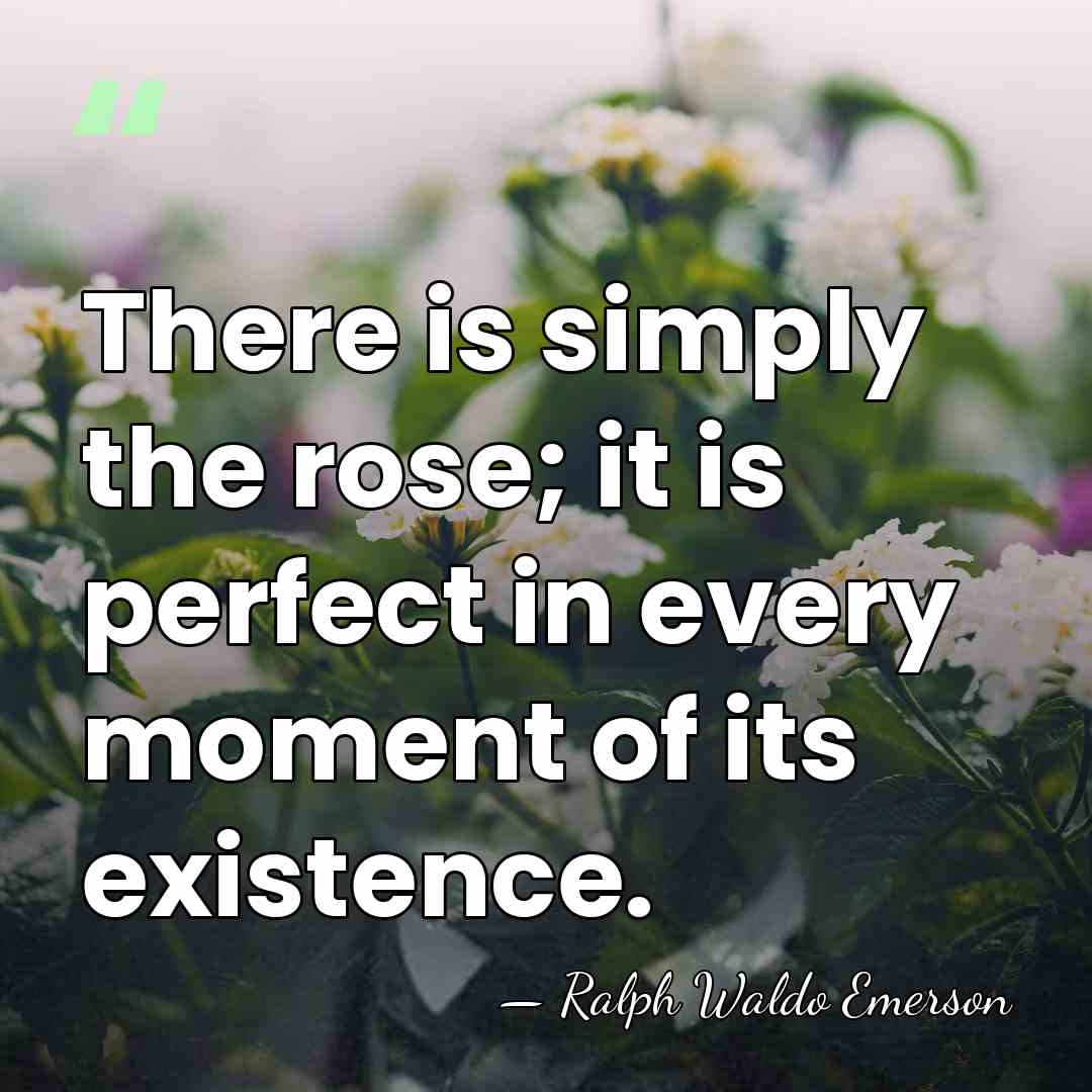There is simply the rose; it is perfect in every moment of&hellip; - Ralph Waldo Emerson