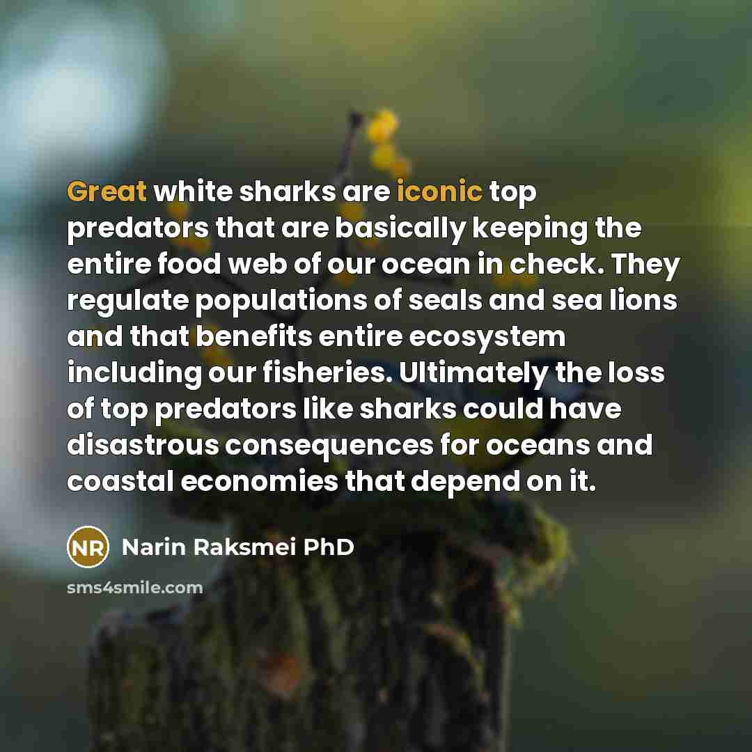 “Great white sharks are iconic top predators that are basically keeping the entire food web of our ocean in check. They regulate populations of seals and sea lions and that benefits entire ecosystem including our fisheries. Ultimately the loss of top predators like sharks could have disastrous…” quote by Narin Raksmei PhD