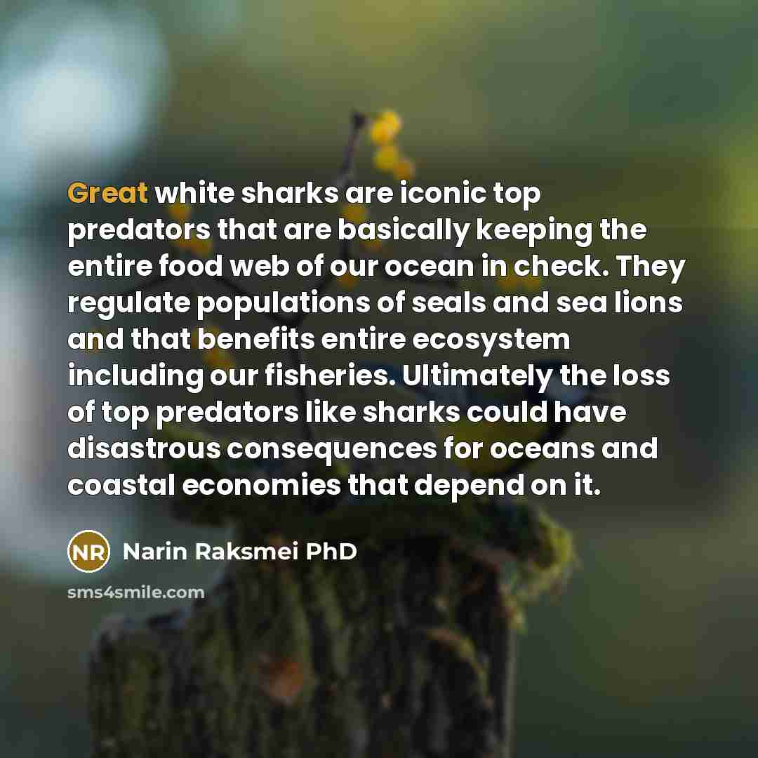 “Great white sharks are iconic top predators that are basically…” quote by Narin Raksmei PhD