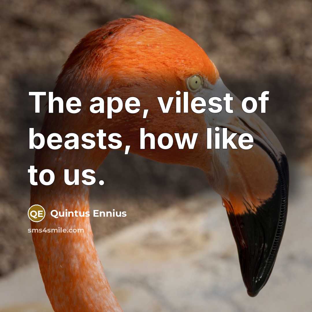 “The ape, vilest of beasts, how like to us.…” quote by Quintus Ennius