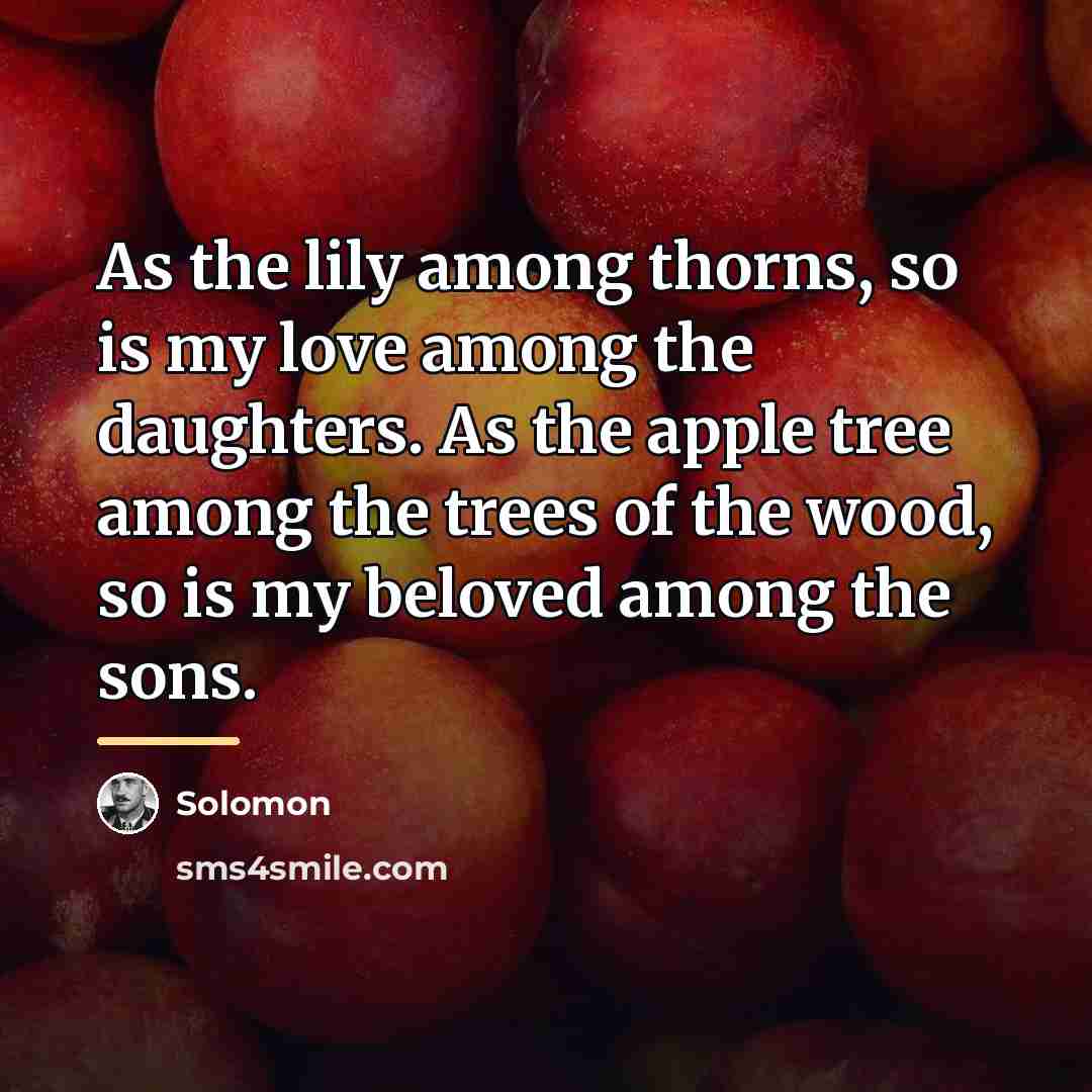 “As the lily among thorns, so is my love among…” quote by Solomon