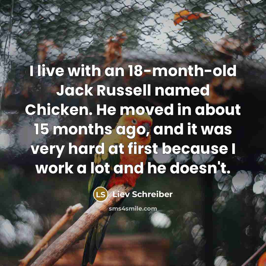 “I live with an 18-month-old Jack Russell named Chicken. He moved in about 15 months ago, and it was very hard at first because I work a lot and he doesn't.” quote by Liev Schreiber