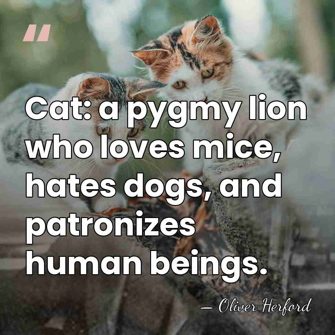 Cat: a pygmy lion who loves mice, hates dogs, and patronizes human&hellip; - Oliver Herford