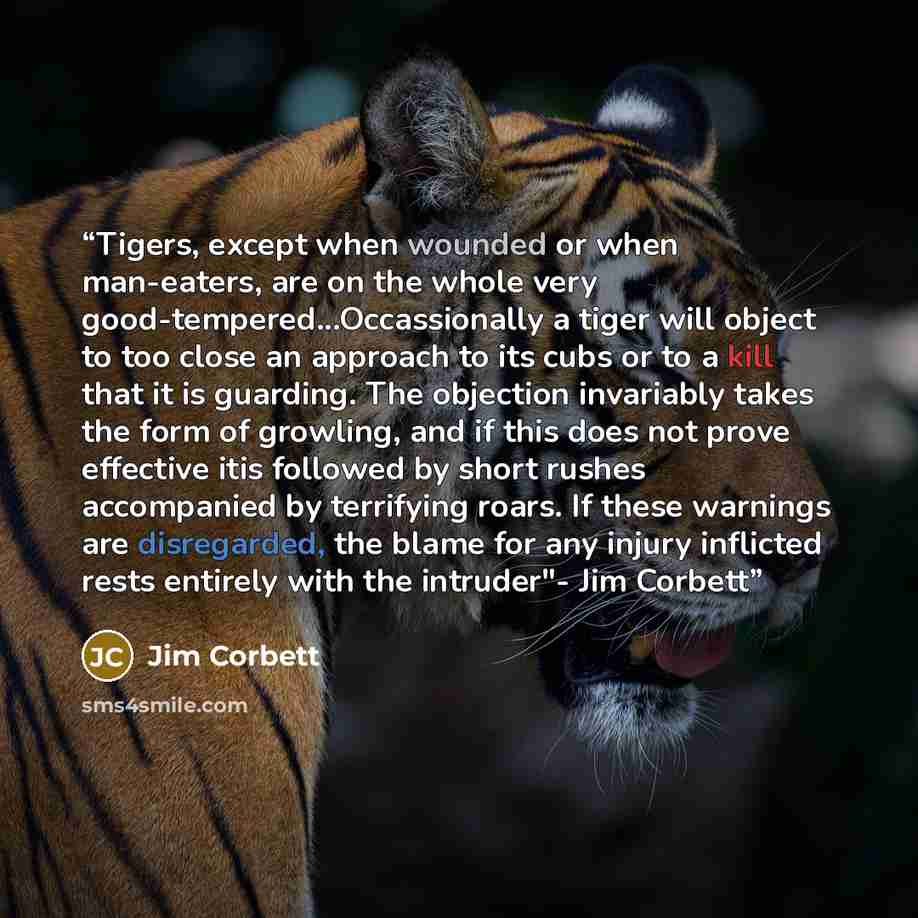 “Tigers, except when wounded or when man-eaters, are on the whole very good-tempered...Occassionally a tiger will object to too close an approach to its cubs or to a kill that it is guarding. The objection invariably takes the form of growling, and if this does not prove effective itis followed by…” quote by Jim Corbett