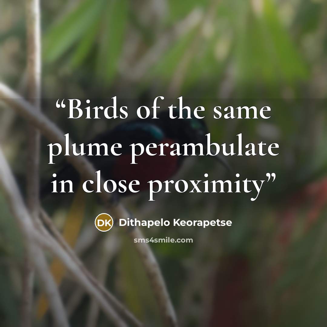 “Birds of the same plume perambulate in close proximity” quote by Dithapelo Keorapetse