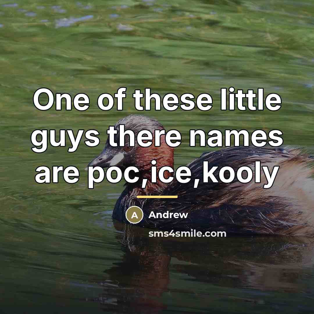 “One of these little guys there names are poc,ice,kooly…” quote by Andrew