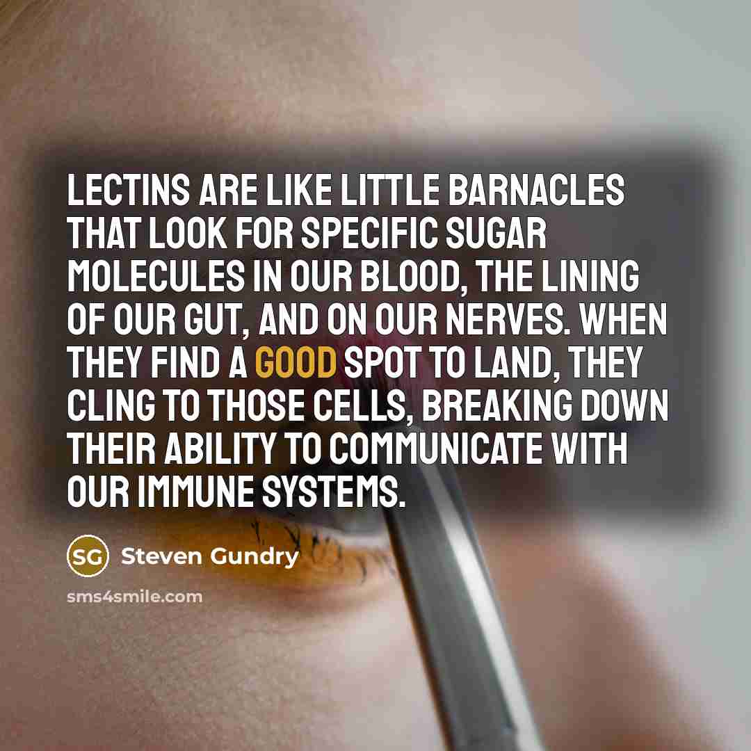 “Lectins are like little barnacles that look for specific sugar…” quote by Steven Gundry