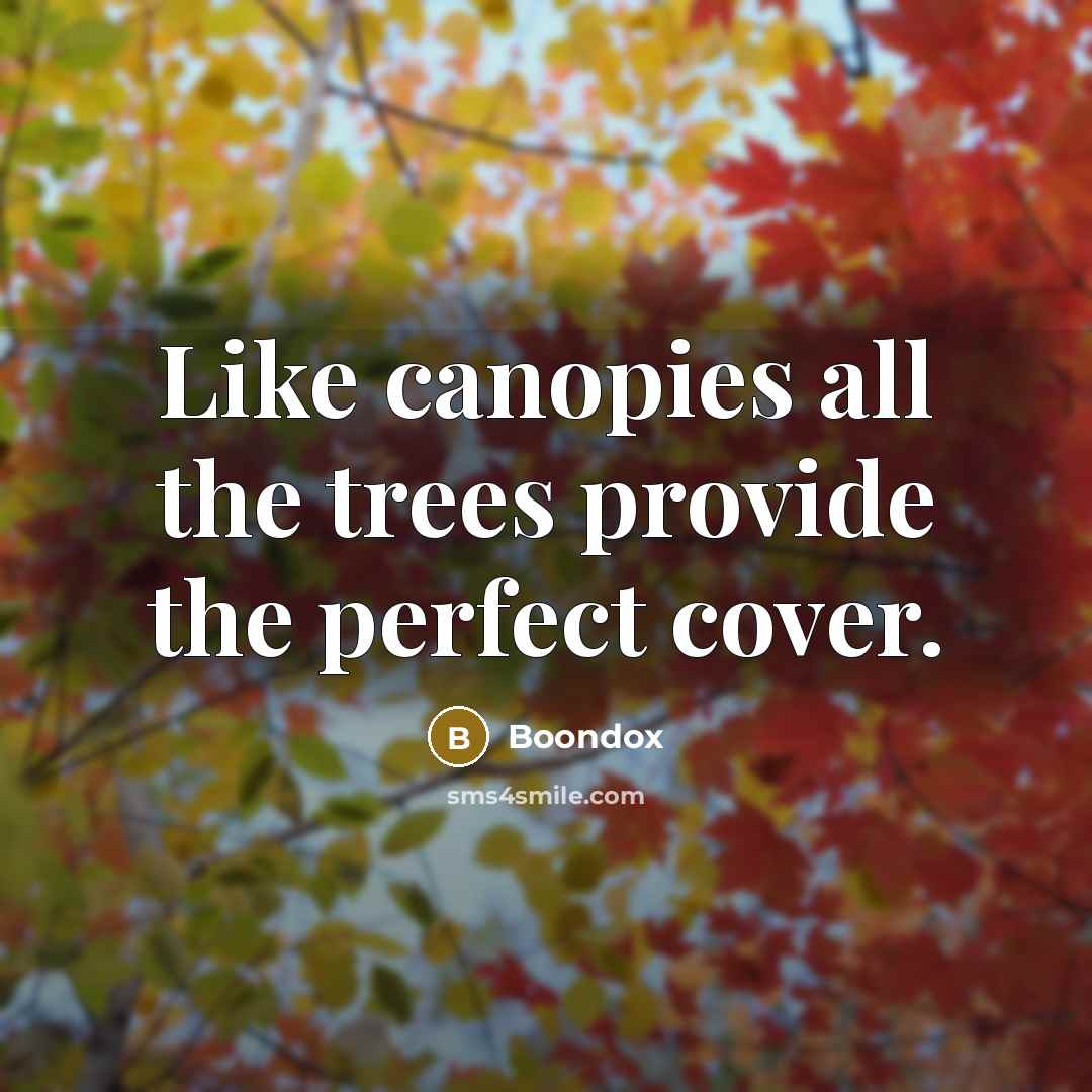 “Like canopies all the trees provide the perfect cover.…” quote by Boondox