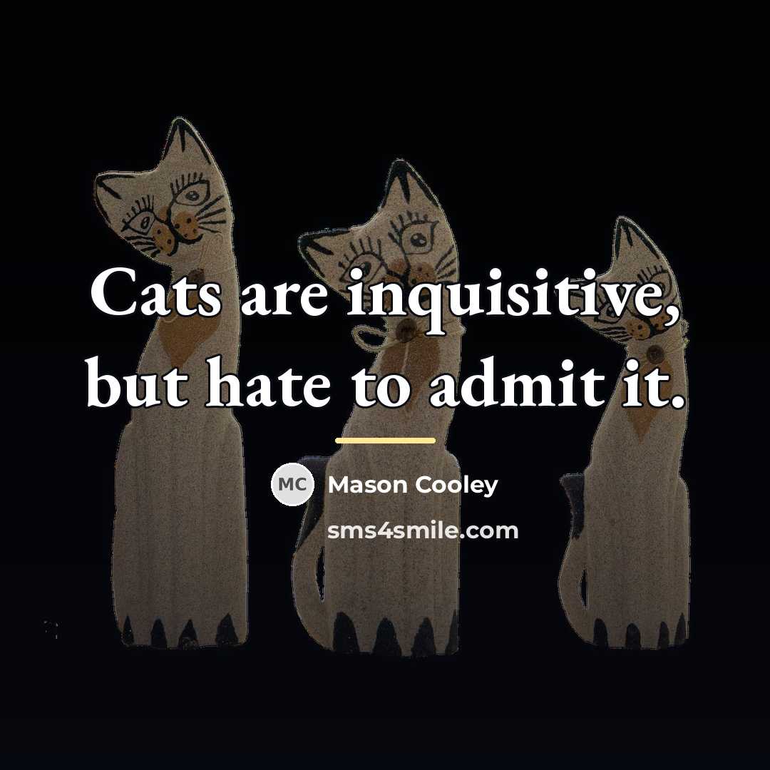 “Cats are inquisitive, but hate to admit it.…” quote by Mason Cooley