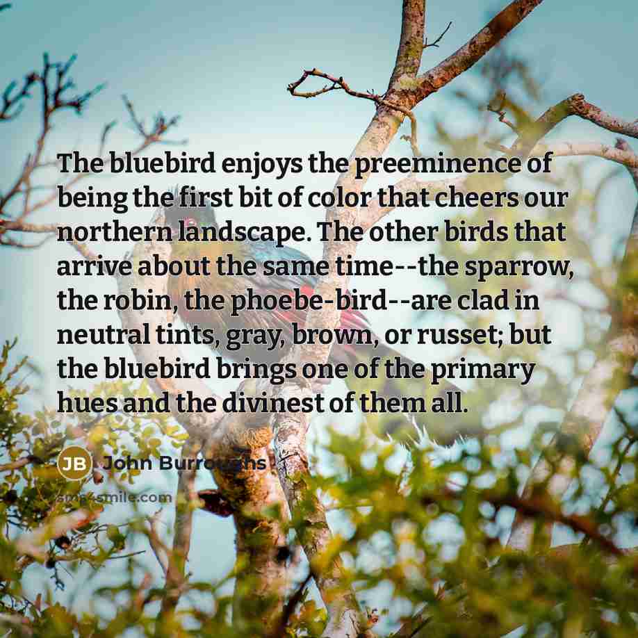 “The bluebird enjoys the preeminence of being the first bit…” quote by John Burroughs