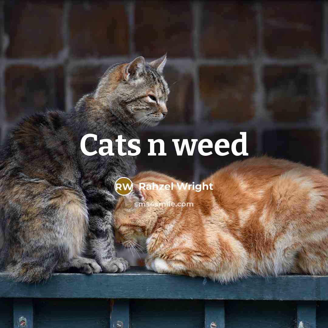 “Cats n weed” quote by Rahzel Wright