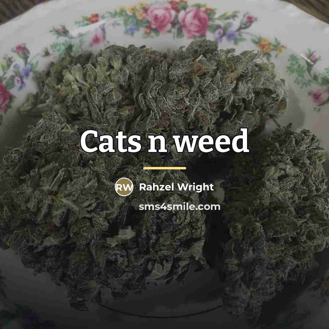 “Cats n weed…” quote by Rahzel Wright