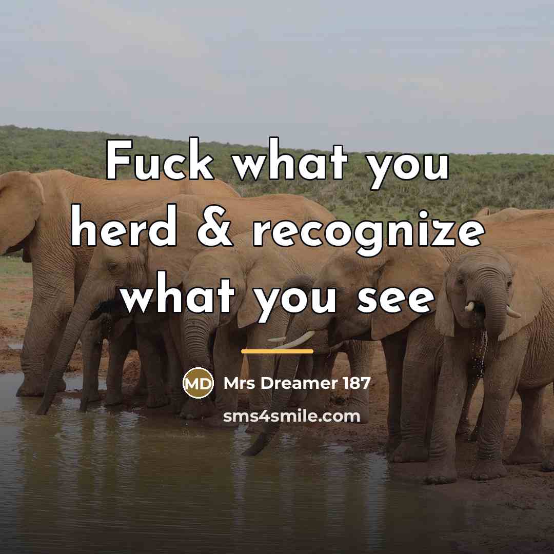 “Fuck what you herd & recognize what you see…” quote by Mrs Dreamer 187
